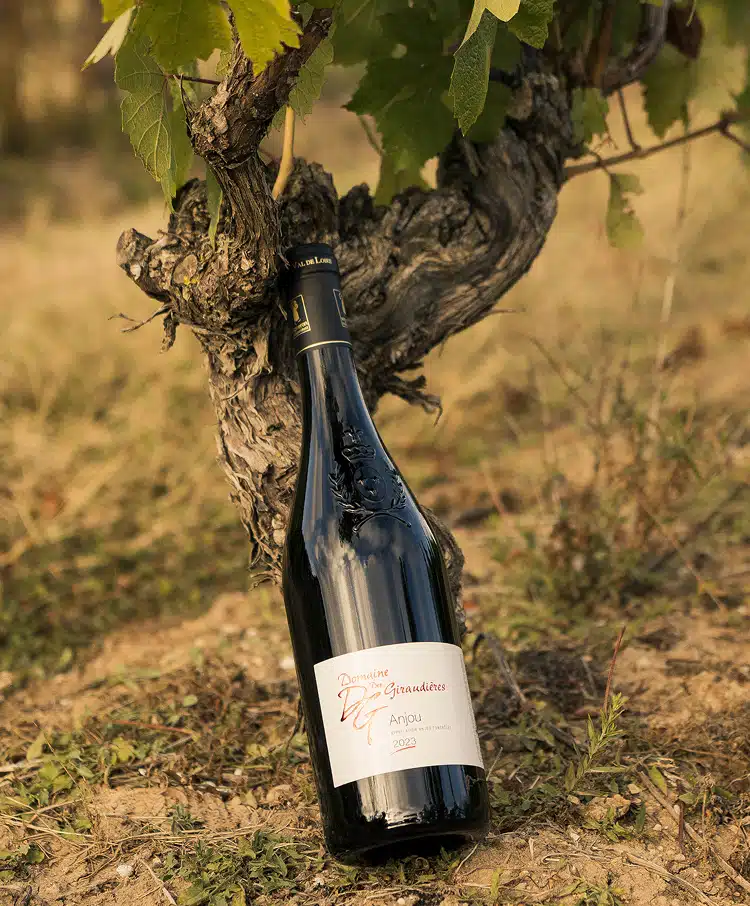 Bouteille de vin rouge, anjou rouge domaine de la giraudière. Posé sur un pied de vigne