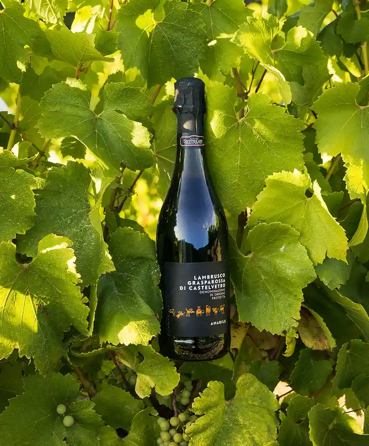Vin pétillant italien, Lambrusco rouge dans les feuilles de vigne
