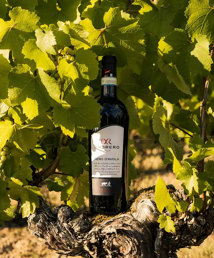 Vin rouge italien nero d'avola, sur un pied de vigne