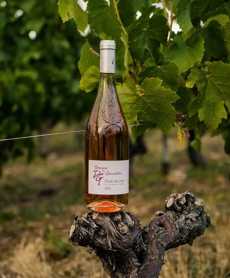 Rosé de Loire, domaine de la giraudière sur un pied de vigne